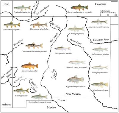 Increasing availability of reference mitochondrial genomes for imperiled fishes in western North America for environmental DNA assay design and species monitoring